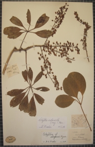 Herbarium sheet of Schefflera arboricola