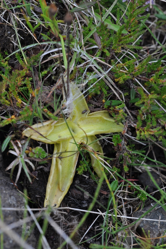 Butterwort rosette with small insects on leaves