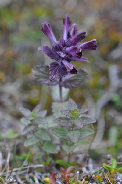 Alpine bartsia flower