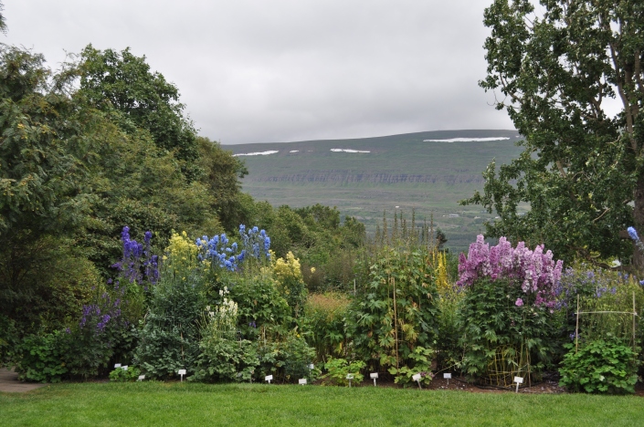 Beautiful delphiniums and monkhoods with snow on hills in the distance