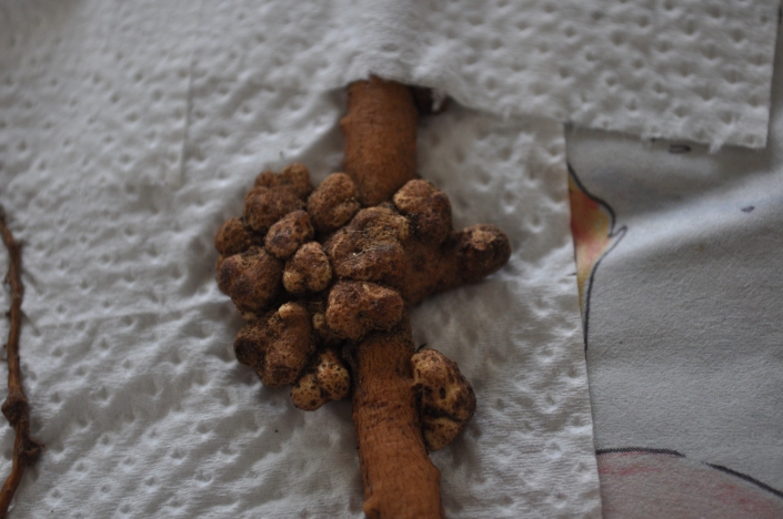 Nodules on a lupin root