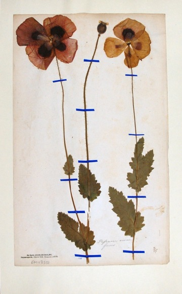 Pressed poppy flowers from Europe