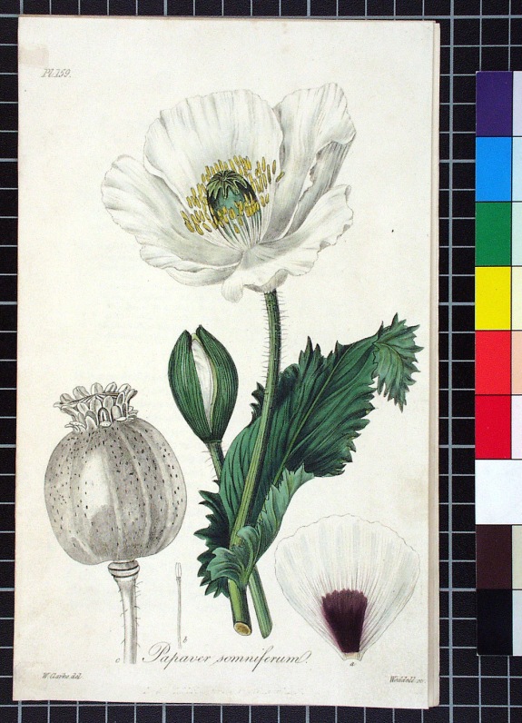 An illustration of the opium poppy from the Leo Grindon collection of the Herbarium