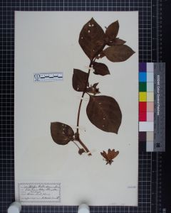 Herbarium sheet depicting belladonna leaves.
