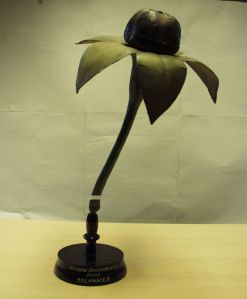 A Brendel model showing the fruit of a belladonna plant.