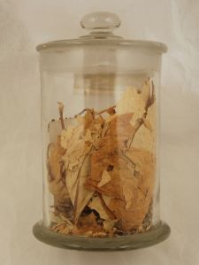 Materia Medica jar containing belladonna leaves.