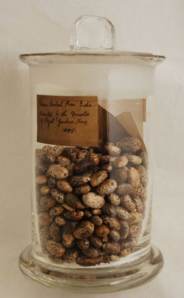 A Materia Medica jar containing castor beans