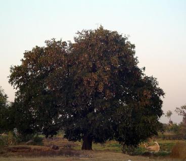 Tamarind tree Image taken from http://commons.wikimedia.org/wiki/File:Tamarind_tree.jpg