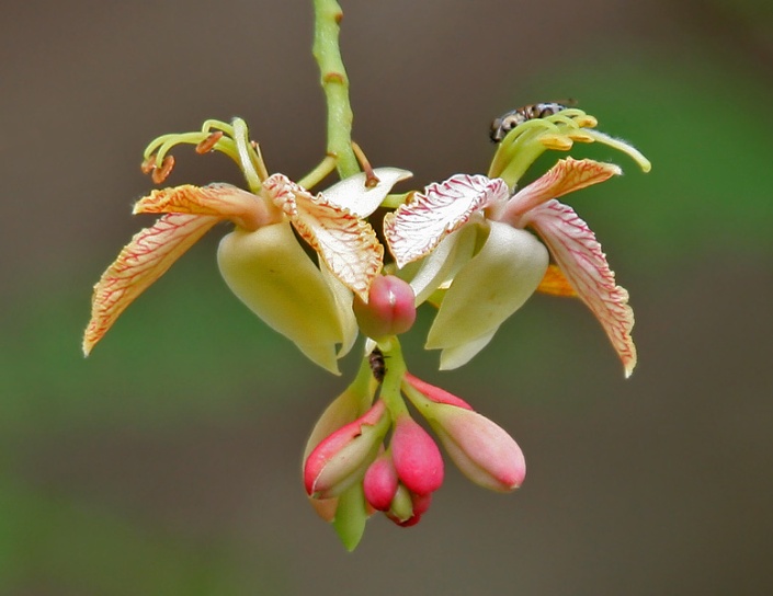 Tamarind flower. Image taken from http://commons.wikimedia.org/wiki/File:Tamarindus_indica_(Emli)_flowers_W_IMG_9164.jpg