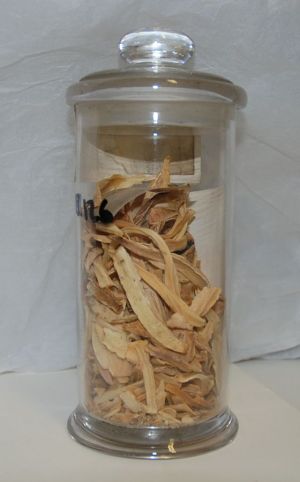 Materia Medica jar containing sea squill
