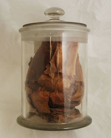 Materia Medica jar containing sea squill bulb