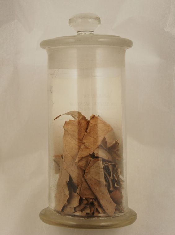 Materia Medica jar with Camellia sinensis leaves