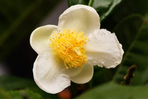 A Camellia sinensis flower.  Image taken from Images taken from http://commons.wikimedia.org/wiki/Camellia_sinensis