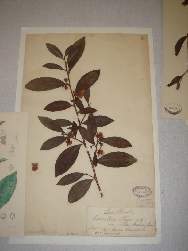 Herbarium sheet for Camellia sinensis