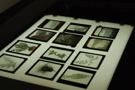 Some of the Museums's magic lantern slides