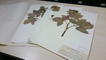 Paeonia cambessedessii herbarium sheets. Collected by Porta and Rigo, 1885