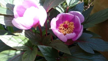 Mallorcan peony flower in cultivation