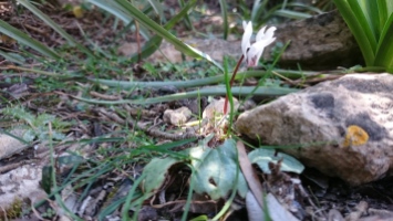 Cyclamen balearicum in flower