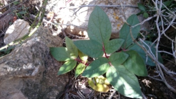 Mallorcan peony (Paeonia cambessedessii)