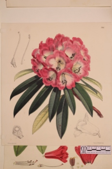 Rhododendron arboreum (3)
