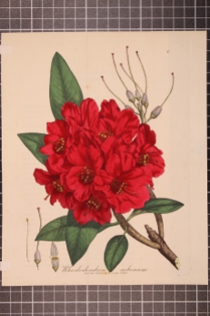 Rhododendron arboreum (8)