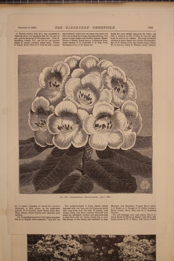 Rhododendron campylocarpum, Illustration