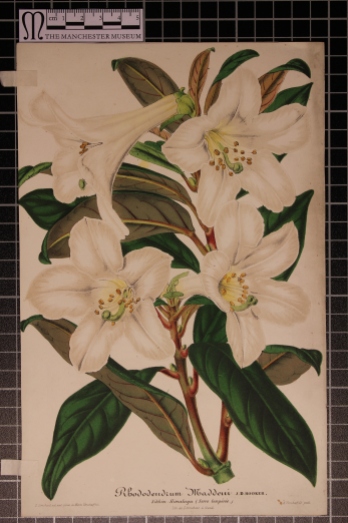 Rhododendron maddeni, Illustration