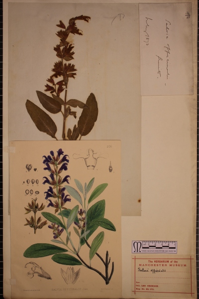 Common sage specimen, seeds and illustration on a 19th century herbarium sheet from Leo Grindon's cultivated plant collection