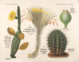 Cactus teaching poster, Manchester Museum